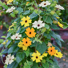 Load image into Gallery viewer, Thunbergia alata Mixed - Seeds

