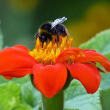 Load image into Gallery viewer, Tithonia &#39;Torch&#39; Seeds
