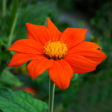 Load image into Gallery viewer, Tithonia &#39;Torch&#39; Seeds
