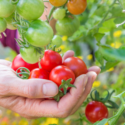 Tomato 'Gardeners Delight' Seeds