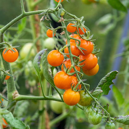 Tomato 'Sungold' Seeds