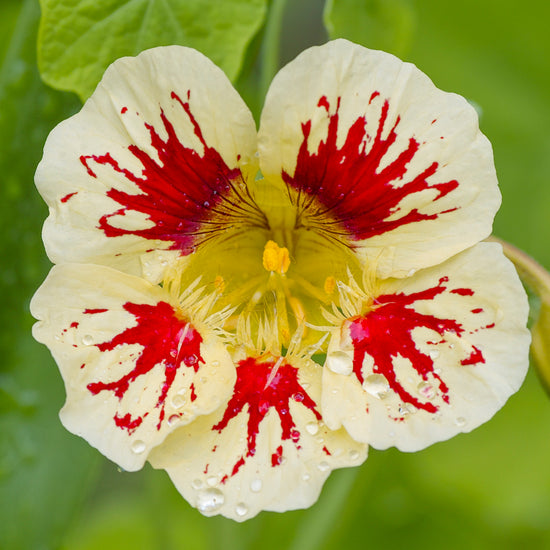 Tropaeolum 'Bloody Mary' (Nasturtium) Seeds Stocks & Green