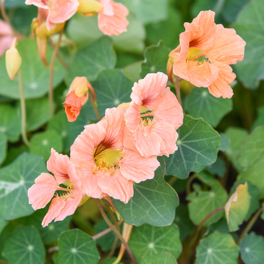 Tropaeolum 'Salmon Baby' (Nasturtium) Seeds
