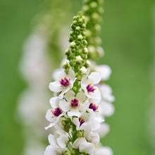 Load image into Gallery viewer, Verbascum &#39;Snowy Spires&#39; Seeds
