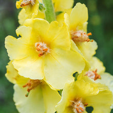 Load image into Gallery viewer, Verbascum thapsus - Seeds
