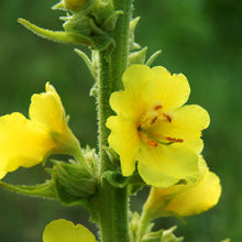 Load image into Gallery viewer, Verbascum thapsus - Seeds
