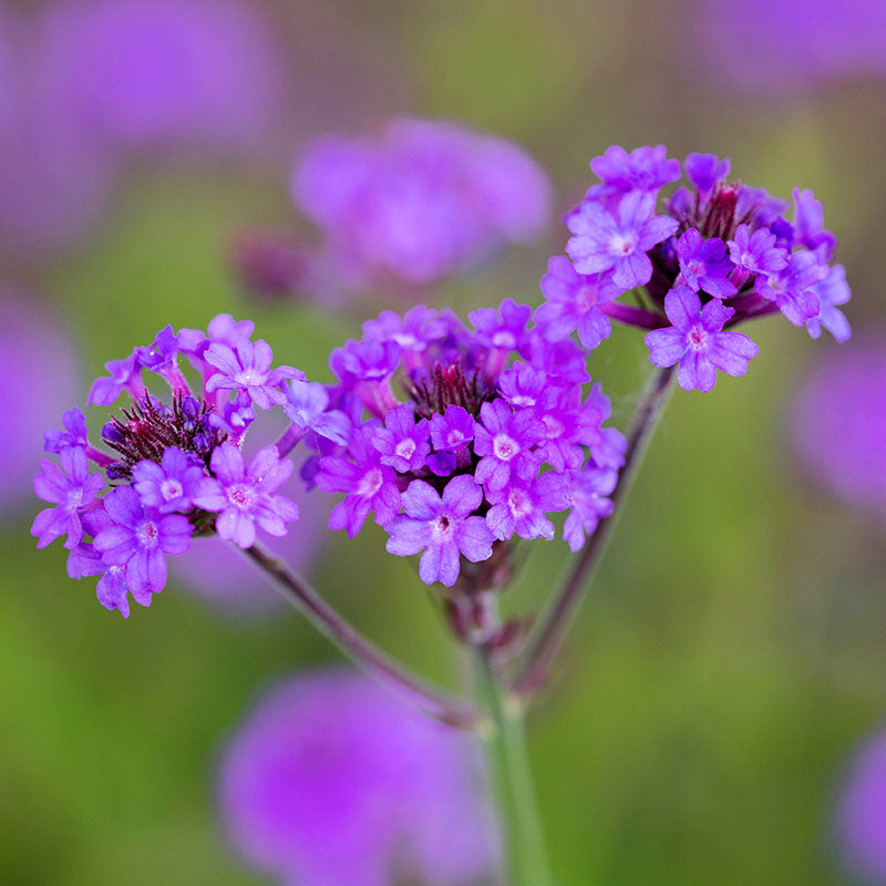 Verbena Rigida