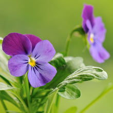 Load image into Gallery viewer, Viola tricolor - Wild Pansy Seeds
