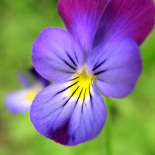 Load image into Gallery viewer, Viola tricolor - Wild Pansy Seeds
