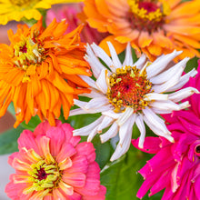 Load image into Gallery viewer, Zinnia Cactus Flowered Mix - Seeds
