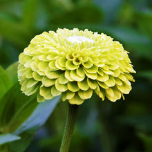 Load image into Gallery viewer, Zinnia elegans &#39;Envy&#39; Seeds
