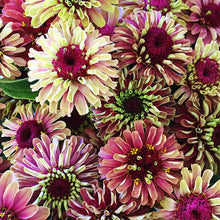Load image into Gallery viewer, Zinnia elegans &#39;Queen Red Lime&#39; Seeds
