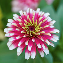 Load image into Gallery viewer, Zinnia elegans &#39;Whirlygig Mixed&#39; Seeds
