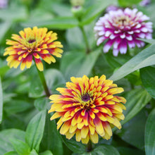 Load image into Gallery viewer, Zinnia elegans &#39;Whirlygig Mixed&#39; Seeds
