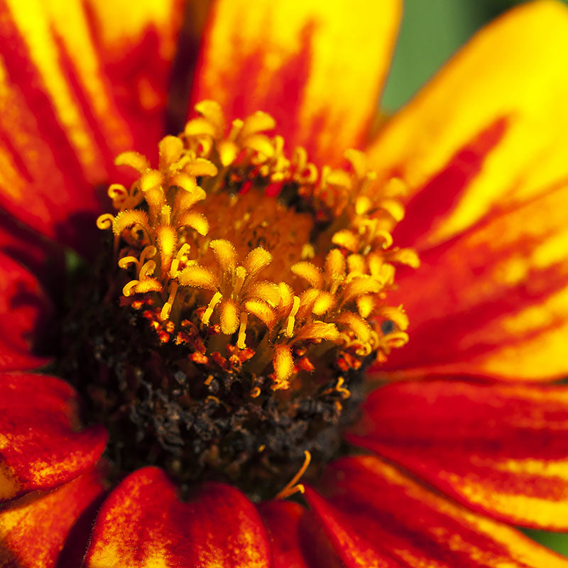 Zinnia marylandica 'Zahara Sunburst' Seeds