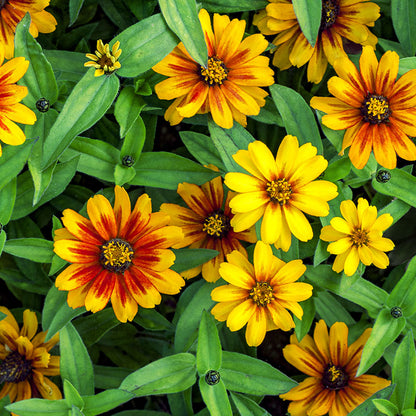 Zinnia marylandica 'Zahara Sunburst' Seeds